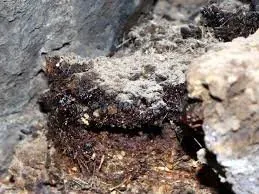 Shilajit Gold Resin