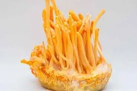 M-Power (Cordyceps Formula)